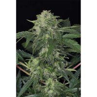 Exotic Seed Jungle Fever Auto - feminised