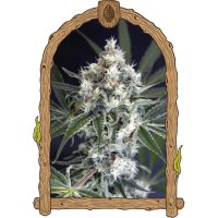 Exotic Seed Medxotic Pure CBD - feminised