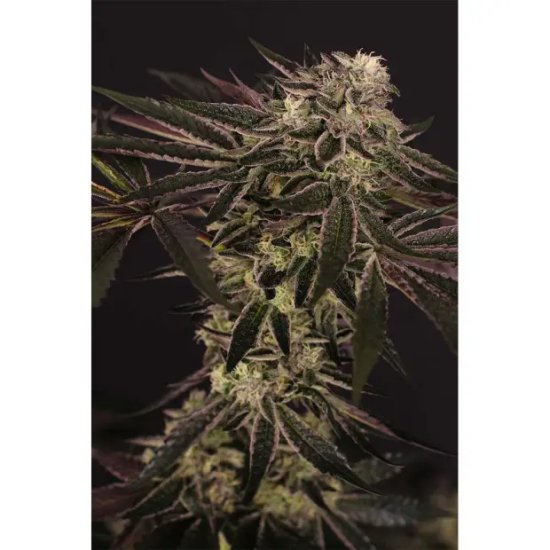 Exotic Seed Purple Shot - feminised