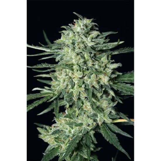 Exotic Seed Quick Mass - feminised