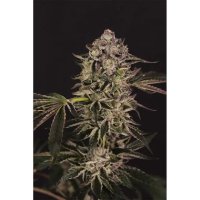 Exotic Seed Quick Sherbet - feminised