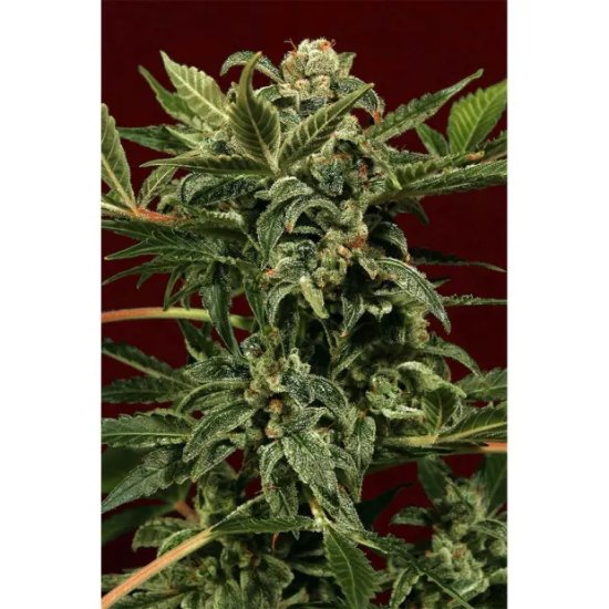 Exotic Seed Russian Auto - feminised