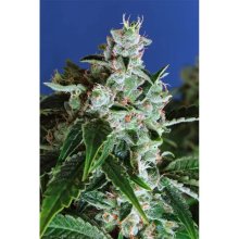 Exotic Seed Sir Jack Auto - feminised