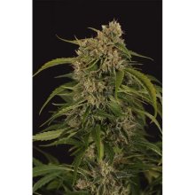 Exotic Seed Sir Jack Pure CBD Auto - feminised