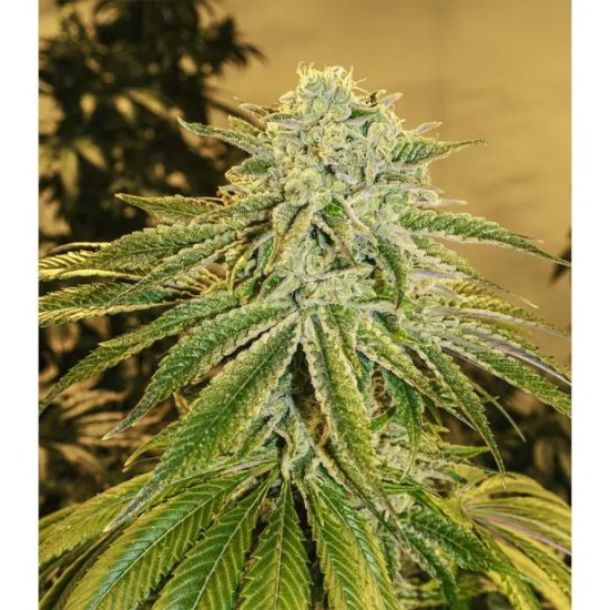 Exotic Seed White Banana Auto - feminised