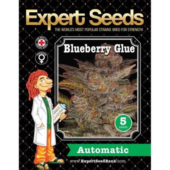 Expert Seeds Blueberry Glue Auto - feminised