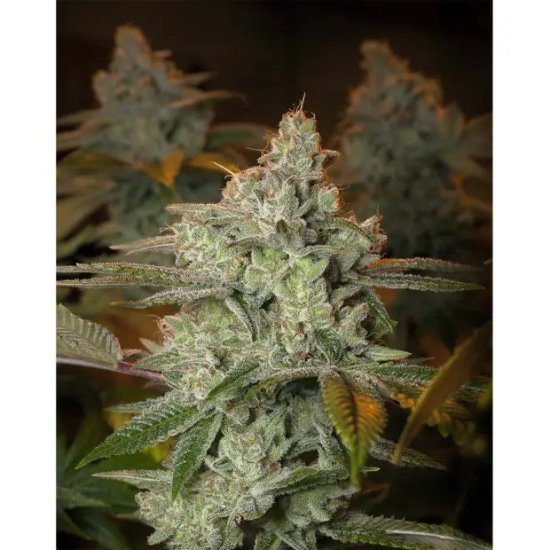 Expert Seeds Blueberry Glue (Blueberry) - feminised