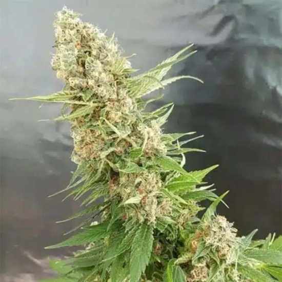 Expert Seeds Critical Gorilla - feminised