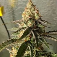 Expert Seeds Gorilla Banana - feminised