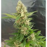 Expert Seeds Gorilla Ice Cream - feminised