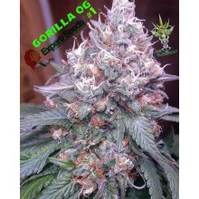 Expert Seeds Gorilla SFV OG - feminised