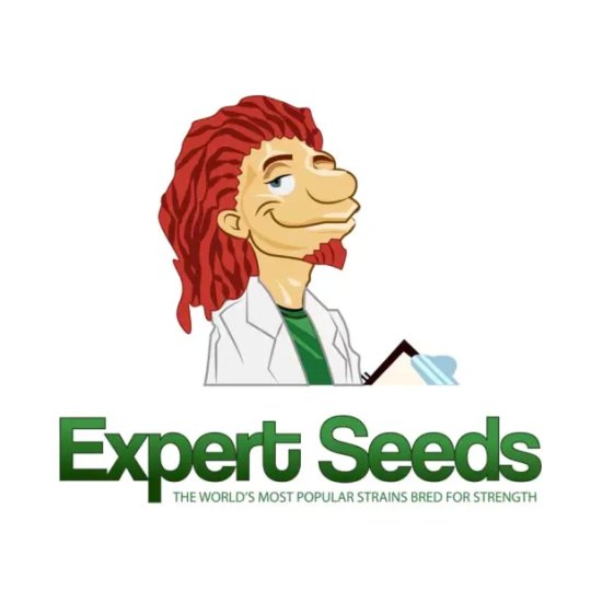 Expert Seeds Lavender - feminised