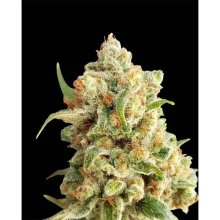 Expert Seeds New York Diesel Auto - feminised