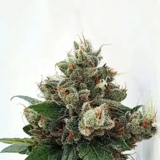 Expert Seeds Respect 4 Gorilla - feminised