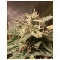 Female Seeds Auto Bubble - feminised