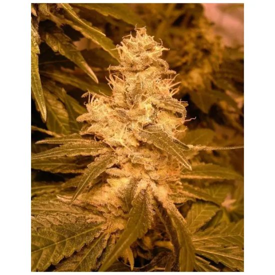 Female Seeds Auto Kush - feminised