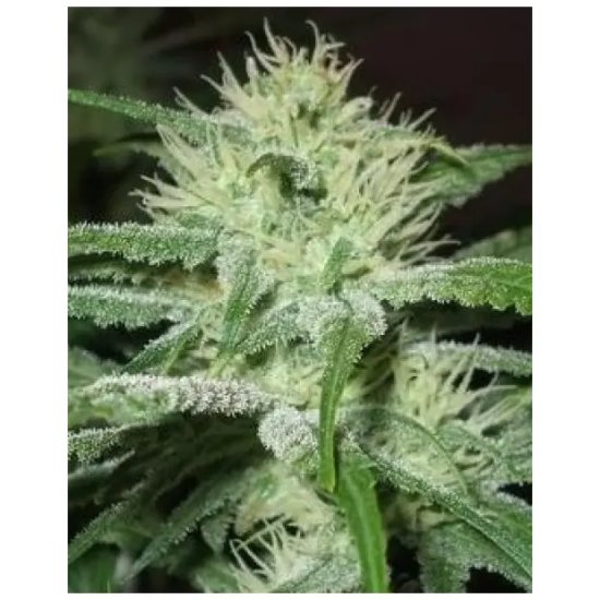 Female Seeds Auto Speed Bud - feminised