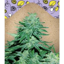 Female Seeds Auto Wwxbb (White Widow X Big Bud) - feminised