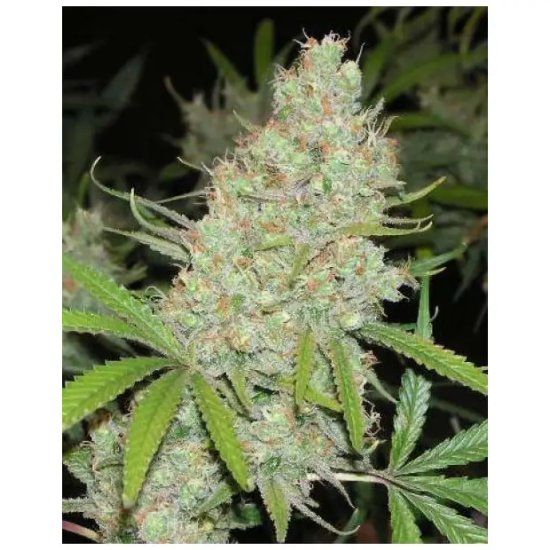 Female Seeds C99 - feminised