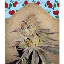 Female Seeds Cherry Pie - feminised