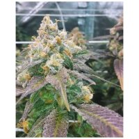 Female Seeds Dream Berry - feminised