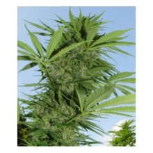 Female Seeds Easy Sativa - feminised