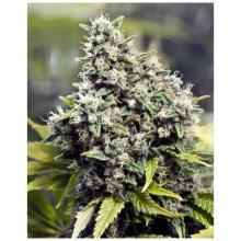 Female Seeds Grapefruit - feminised