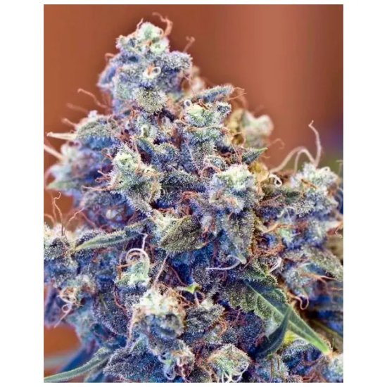 Female Seeds Iced Grapefruit - feminised