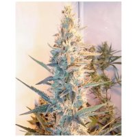 Female Seeds Outdoor Grapefruit - feminised