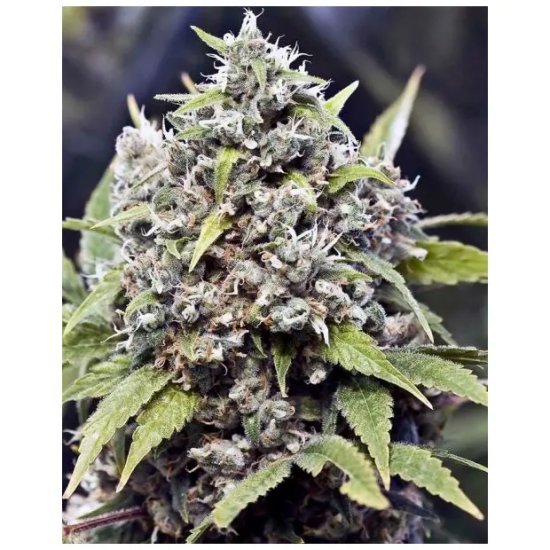 Female Seeds Pure AK - feminised