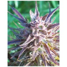 Female Seeds Purple Maroc - feminised