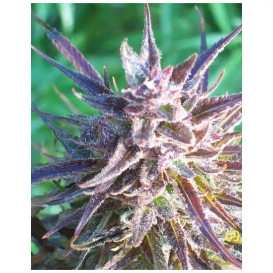 Female Seeds Purple Maroc - feminised