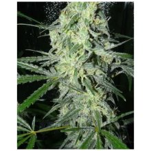 Female Seeds Sexbud - feminised