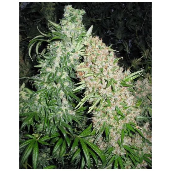 Female Seeds Skunk Special - feminised