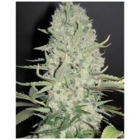 Female Seeds White Widow X Big Bud - feminised