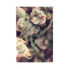 Female Seeds X-Line Sweet Soul - feminised