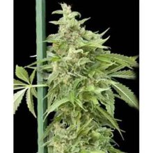 Grassomatic Haze Gom Auto - feminised