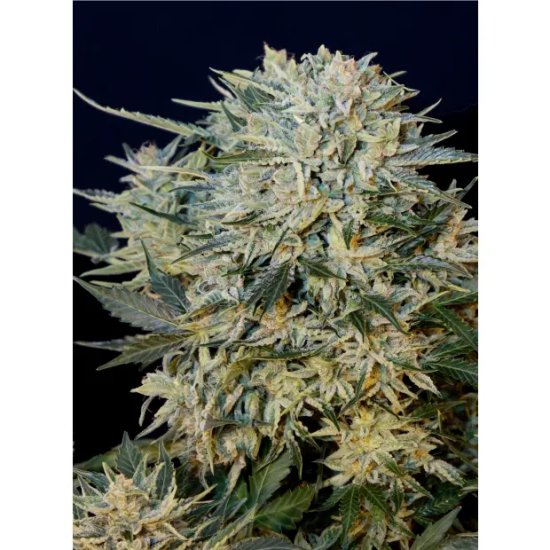 Grassomatic Sugar Gom Auto - feminised