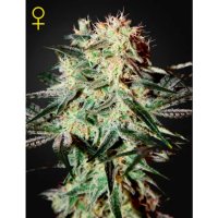 Green House Seeds Arjan's Strawberry Haze - feminised