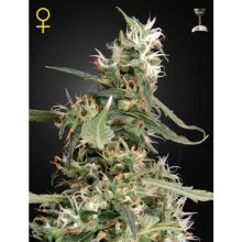 Green House Seeds Arjan's Ultra Haze #1 - feminised