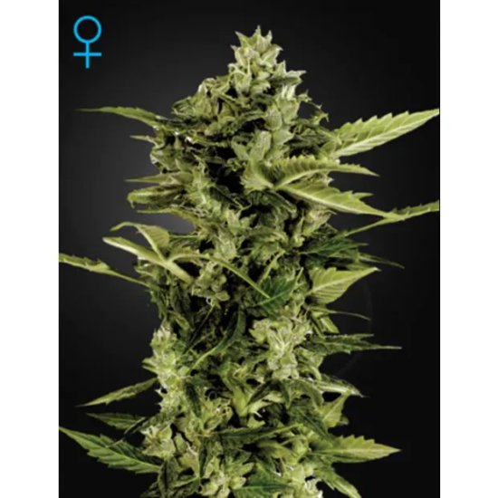 Green House Seeds Auto-Bomb - feminised