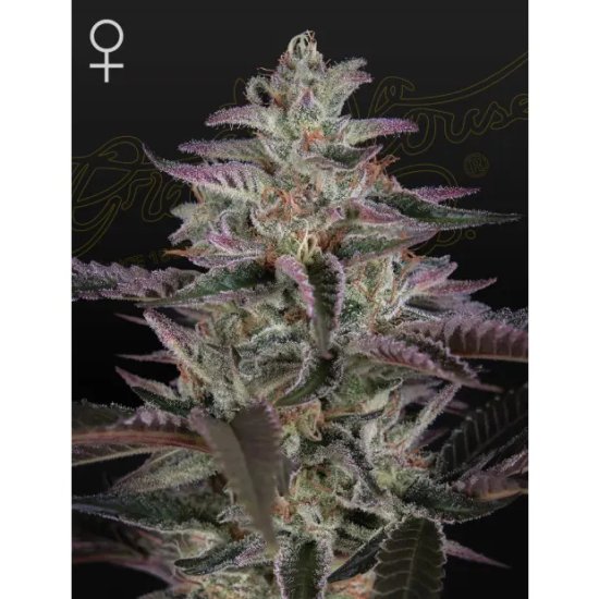 Green House Seeds Banana Krumble - feminised