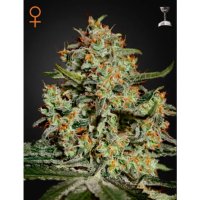 Green House Seeds Big Bang - feminised