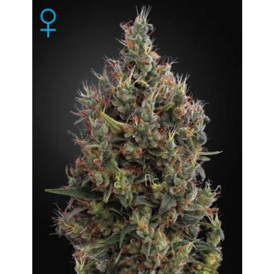 Green House Seeds Big Bang Auto - feminised