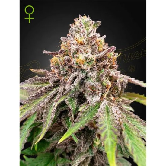 Green House Seeds Blue Haze X Gelato 41 Auto - feminised