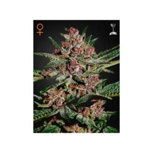 Green House Seeds Bubba Kush - feminised