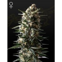 Green House Seeds Bubba Slush - feminised