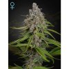 Green House Seeds CBD Deep Candy - feminised