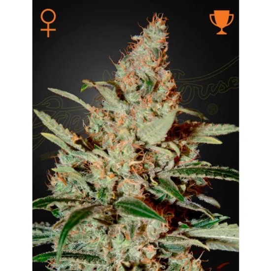 Green House Seeds Chemdog - feminised