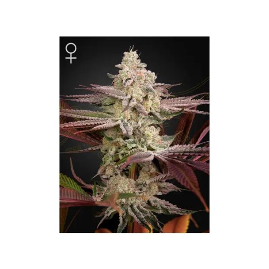 Green House Seeds Chemical Bride - feminised